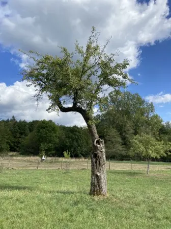 Foto treephoto-gq4ki79351ekt0pfjh60zwn7.jpeg