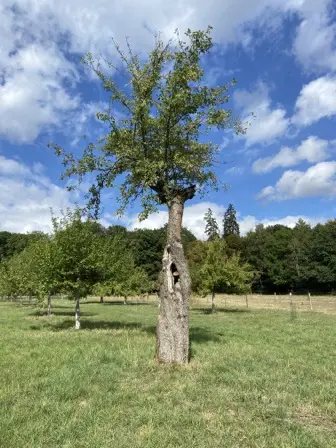 Foto treephoto-grk66jvy2lrgrdh24sok6wjn.jpeg