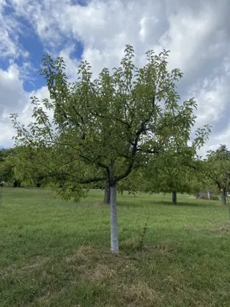 Foto treephoto-slido0wo673kkk09goxvet0q.jpeg