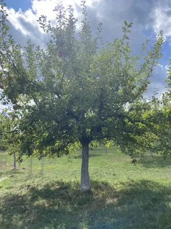 Foto treephoto-coo8zewrrjz9k01nckdyu7l5.jpeg