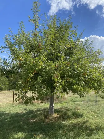 Foto treephoto-i5wh7v4sf3q95d31jgyh04iw.jpeg