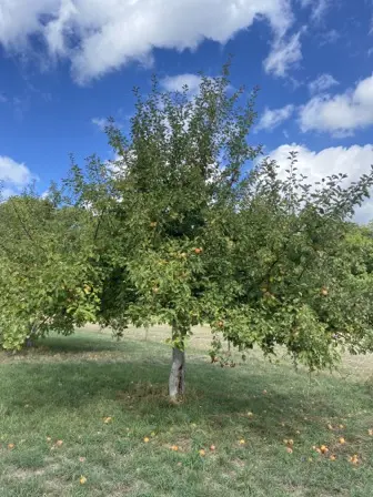 Foto treephoto-jskdp0xdyi7trvu5vlghu8oo.jpeg