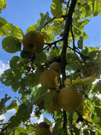 Foto treephoto-syev7vzdflpi219xxvio24ng.jpeg