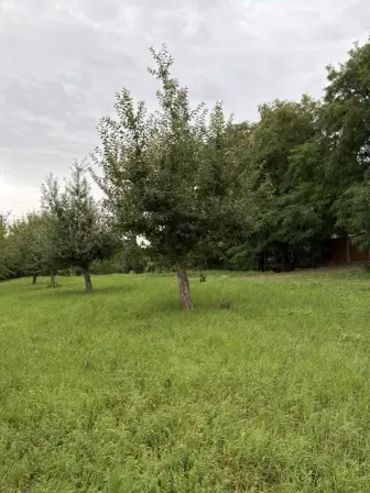 Foto treephoto-g25wx90l9gza32s4zaiz7qkq.jpeg