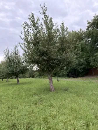 Foto treephoto-jd0tuvfbnkqsb4jocdh7qsoe.jpeg