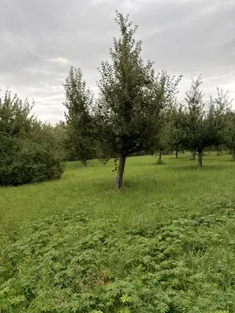 Foto treephoto-wzjno5hlrxmn7tc7b0qhm393.jpeg