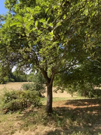 Foto treephoto-dw063hyql8p5extkrc5m9k88.jpeg