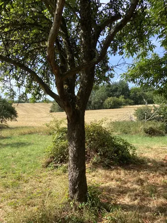 Foto treephoto-gyplg68605xun7dc030rbv9m.jpeg