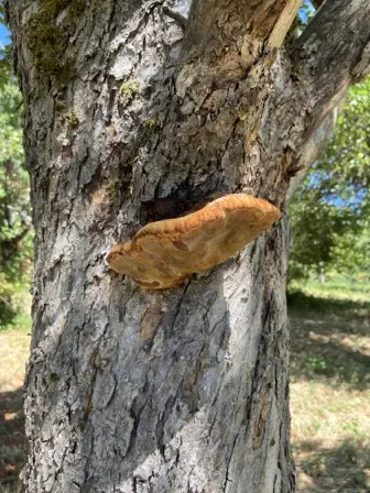 Foto treephoto-hen4hrputxrgeknpn2tzug8n.jpeg