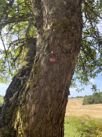 Foto treephoto-hs1935ewxs9jf01hzl06pbhy.jpeg