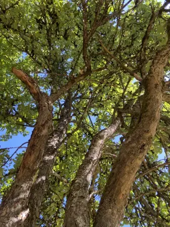 Foto treephoto-m8gncwt748q8yh9ic6h037gj.jpeg
