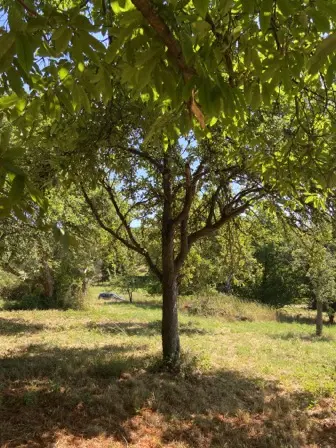 Foto treephoto-n9javm4g59ndarztdi0f6y6z.jpeg