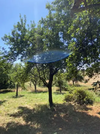 Foto treephoto-vkl5jbjmotgipmcf8nf7lwbr.jpeg