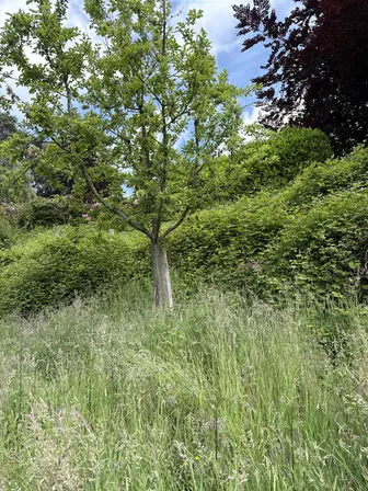 Foto treephoto-c16ewq0f0a92y39l022ctqrv.jpeg
