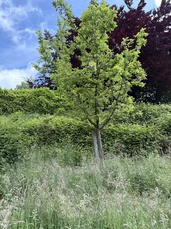 Foto treephoto-nc0m7rh6ccyn683rf2q16ht9.jpeg