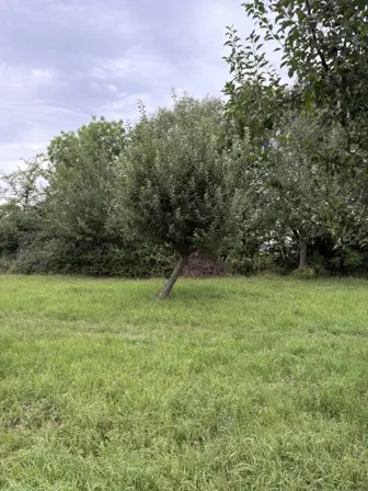 Foto treephoto-gt5rv06mstfq2rjxk2o4pmv3.jpeg