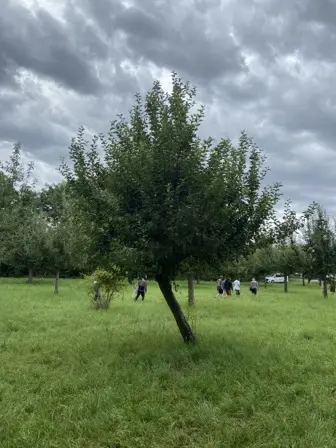 Foto treephoto-ia8e9d5pplcibs0byyjgkh56.jpeg