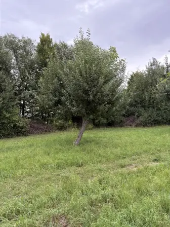 Foto treephoto-lwu8yttk23khm1jlmqzahxjl.jpeg