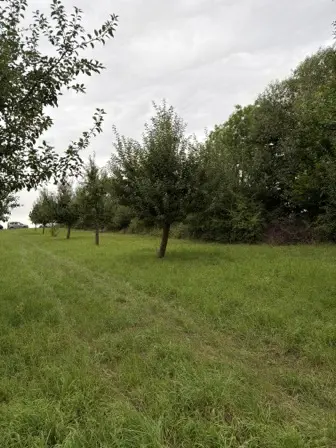 Foto treephoto-r4c4jqryfkl3ksic9ycwi4an.jpeg