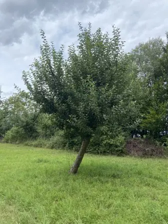 Foto treephoto-tw7ikz8qc312mslrakcy98ji.jpeg