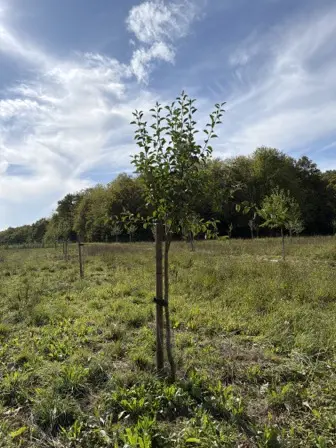 Foto treephoto-huh30ceb8bc2w5wefldzajyo.jpeg