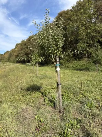 Foto treephoto-l0ltk4ivfcbuuhmqc3x9udwq.jpeg