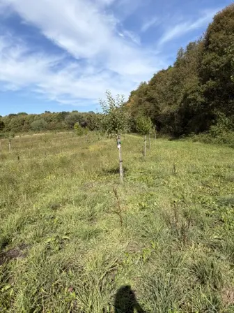 Foto treephoto-x0e6l93pbl5kejo4jk4ai2dl.jpeg