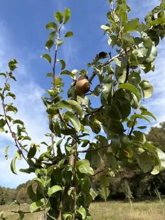 Foto treephoto-h0foo5vh4r039silbipnh76s.jpeg