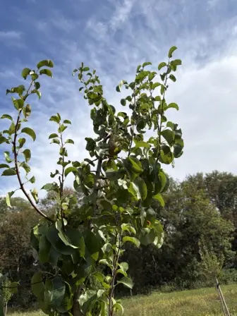 Foto treephoto-hdt4rjr2ao6rknqzyp5jy0wv.jpeg
