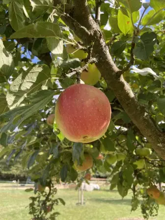 Foto treephoto-gzksado6kohlqgnh6ah2r82b.jpeg