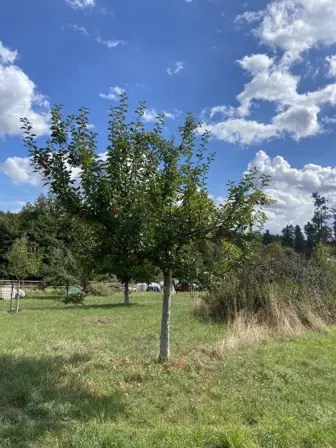 Foto treephoto-hettpg3y7mksj8gwav56xc8n.jpeg