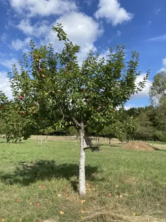 Foto treephoto-lkc6afigbv6v14ys1s54qggm.jpeg