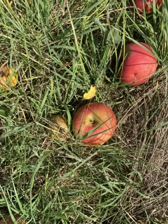 Foto treephoto-nl2wo1jrhcimfgsvm5re5qks.jpeg