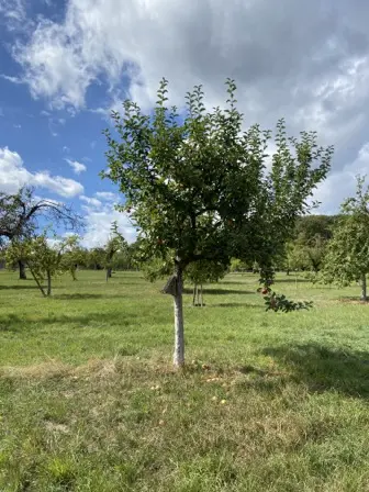 Foto treephoto-o9j5aewivtustqeqideybfkv.jpeg