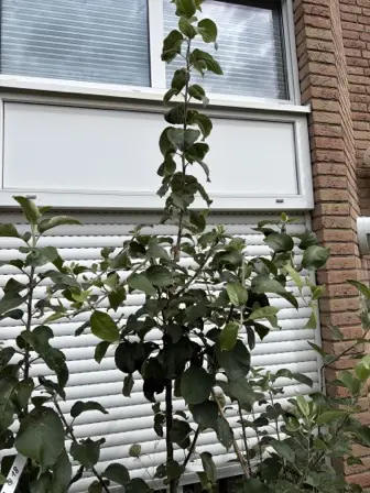 Foto treephoto-y7bqxjiko1fm5nx8owqej7oa.jpeg