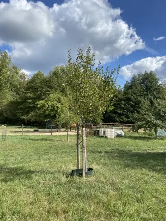 Foto treephoto-ggvak06xx2msu860sp5y2dly.jpeg