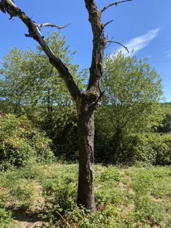 Foto treephoto-tb91lvcyoc3jj4vqh6j8ikb7.jpeg