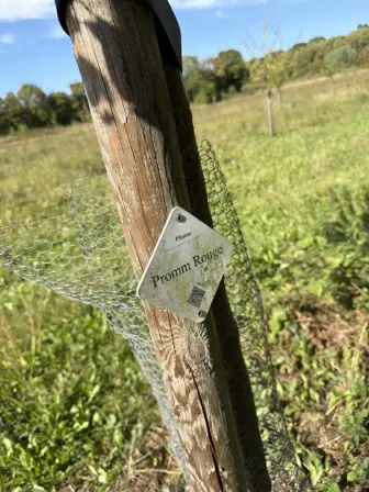Foto treephoto-foxuw7194490v9639odnhj3w.jpeg