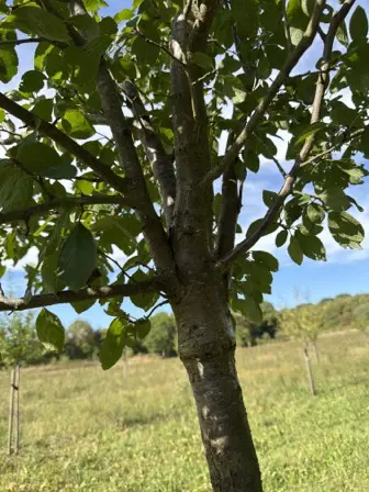 Foto treephoto-ryfcheqc5j7yvz5bahuo9ber.jpeg