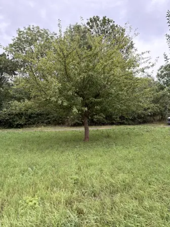 Foto treephoto-m2nk9axkmasdrrfkc857112u.jpeg