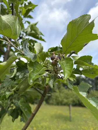 Foto treephoto-iulnoxn7cj61x1w7juf1v08i.jpeg