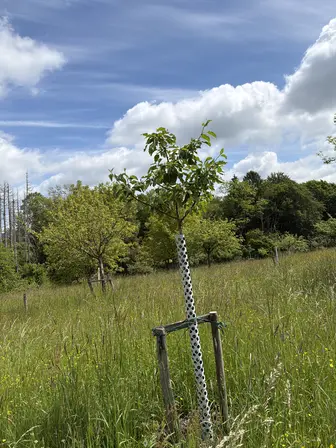Foto treephoto-kktqdxtaappkhqdnklf6l1t2.jpeg