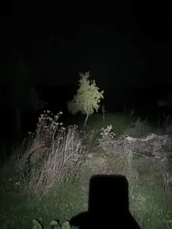 Foto treephoto-gqbj32xoiopp6fdahd3oaqy3.jpeg