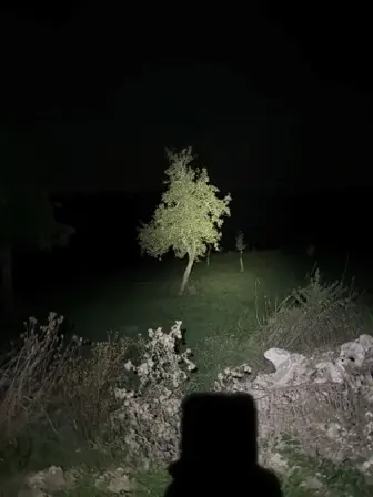Foto treephoto-rzivzabmbggcchia4k2mi118.jpeg