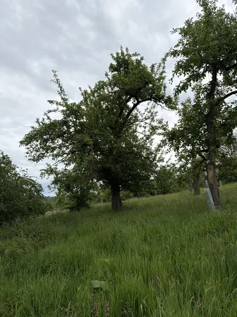 Foto treephoto-dqc32rryj28gy5mrudeskagg.jpeg