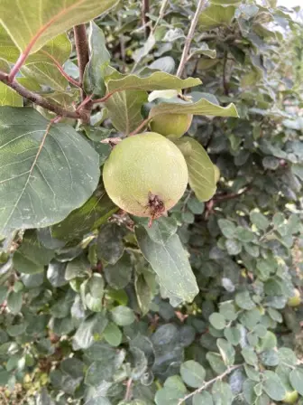 Foto treephoto-ledj2ck7gv9kfejoxyayizcy.jpeg