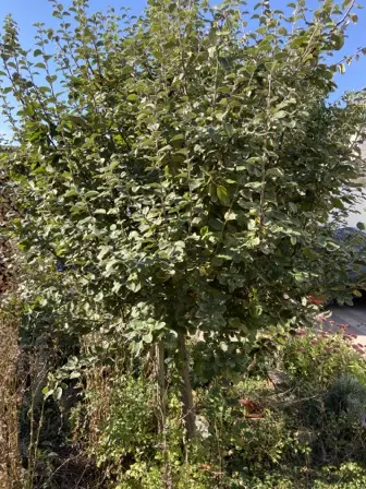 Foto treephoto-wuwmqv1s1fd4erz3fobtonxj.jpeg