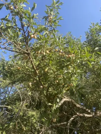 Foto treephoto-ahqxeajj5ckfxedxk2oe2ra0.jpeg