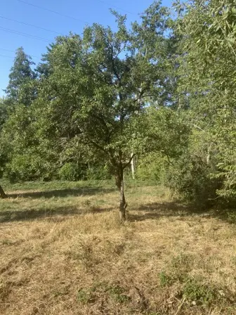 Foto treephoto-b31v1ztexqwgrdpervignd0u.jpeg