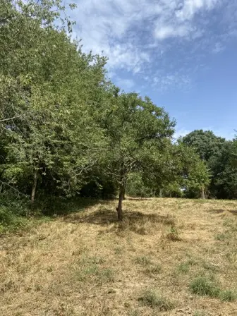 Foto treephoto-ffn8ky77kzv8mmrb09j3kopw.jpeg
